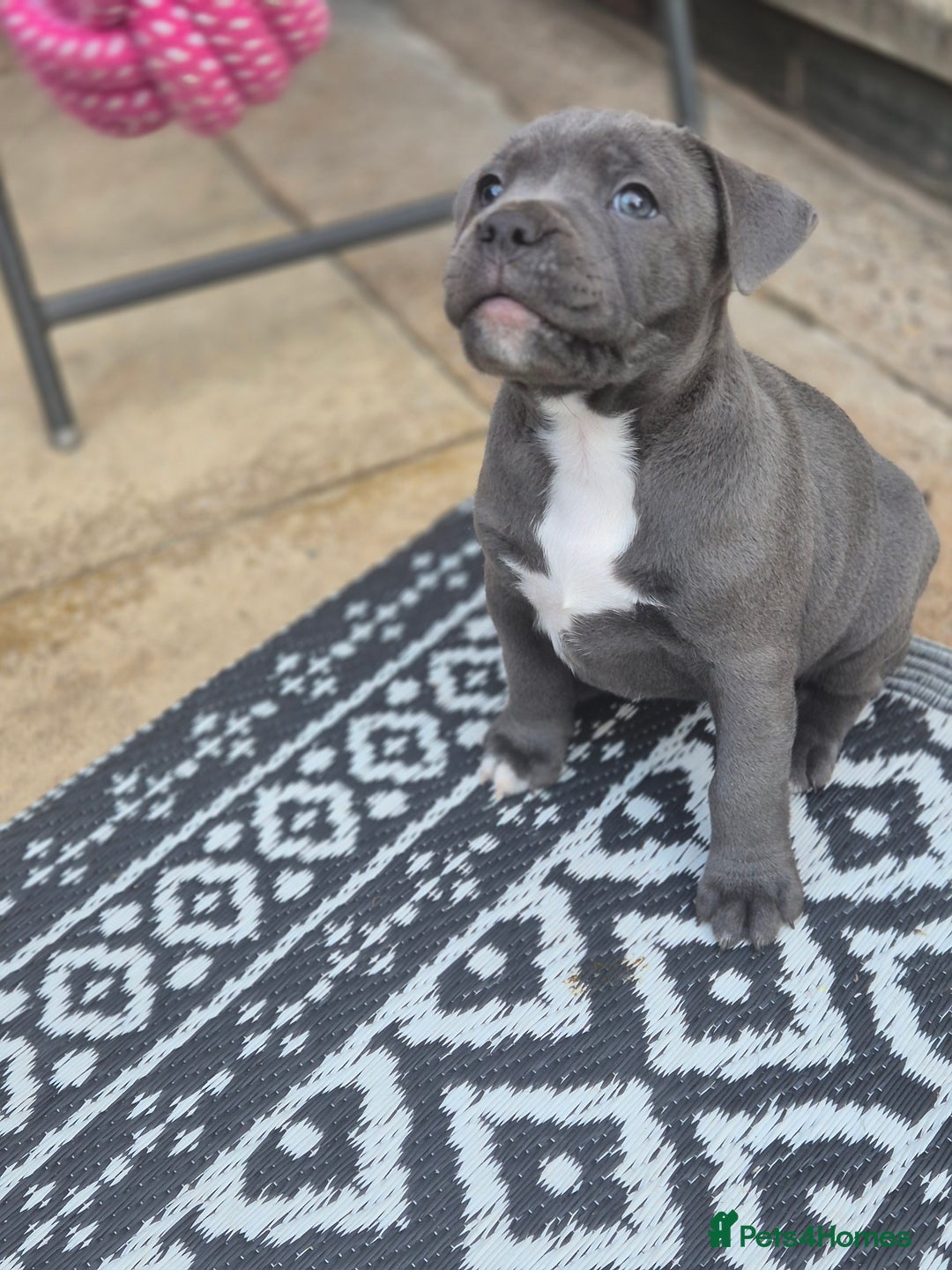 Staffordshire Bull Terrier dogs for sale: **Ready To Leave**KC Blues Champ Blood in Coventry - Image 31