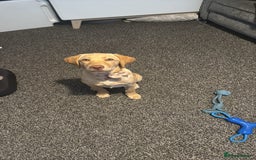 Labrador Retriever dogs for sale: nearly 7 month old labrador girl - Image 17