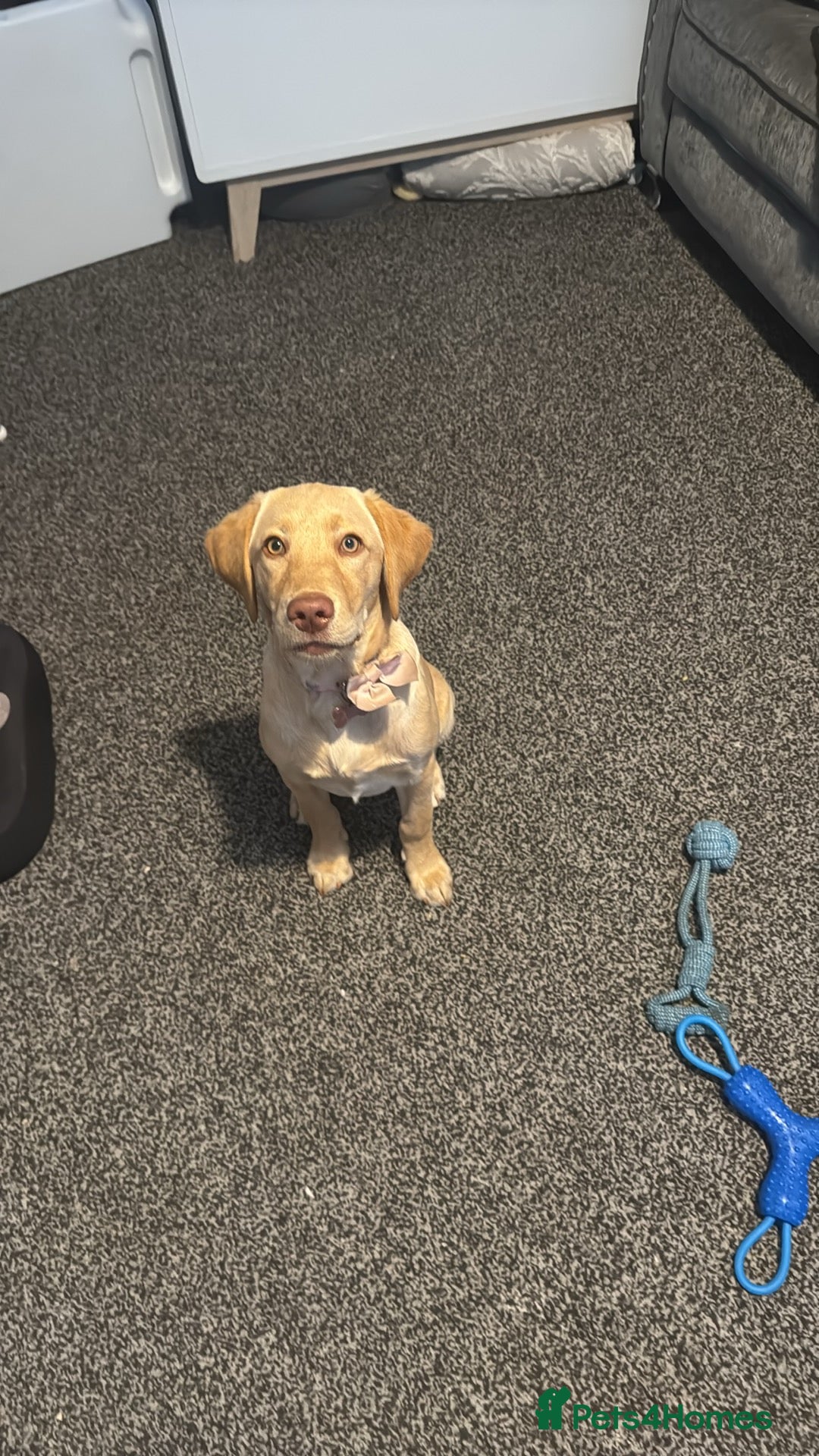Labrador Retriever dogs for sale: nearly 7 month old labrador girl - Image 17