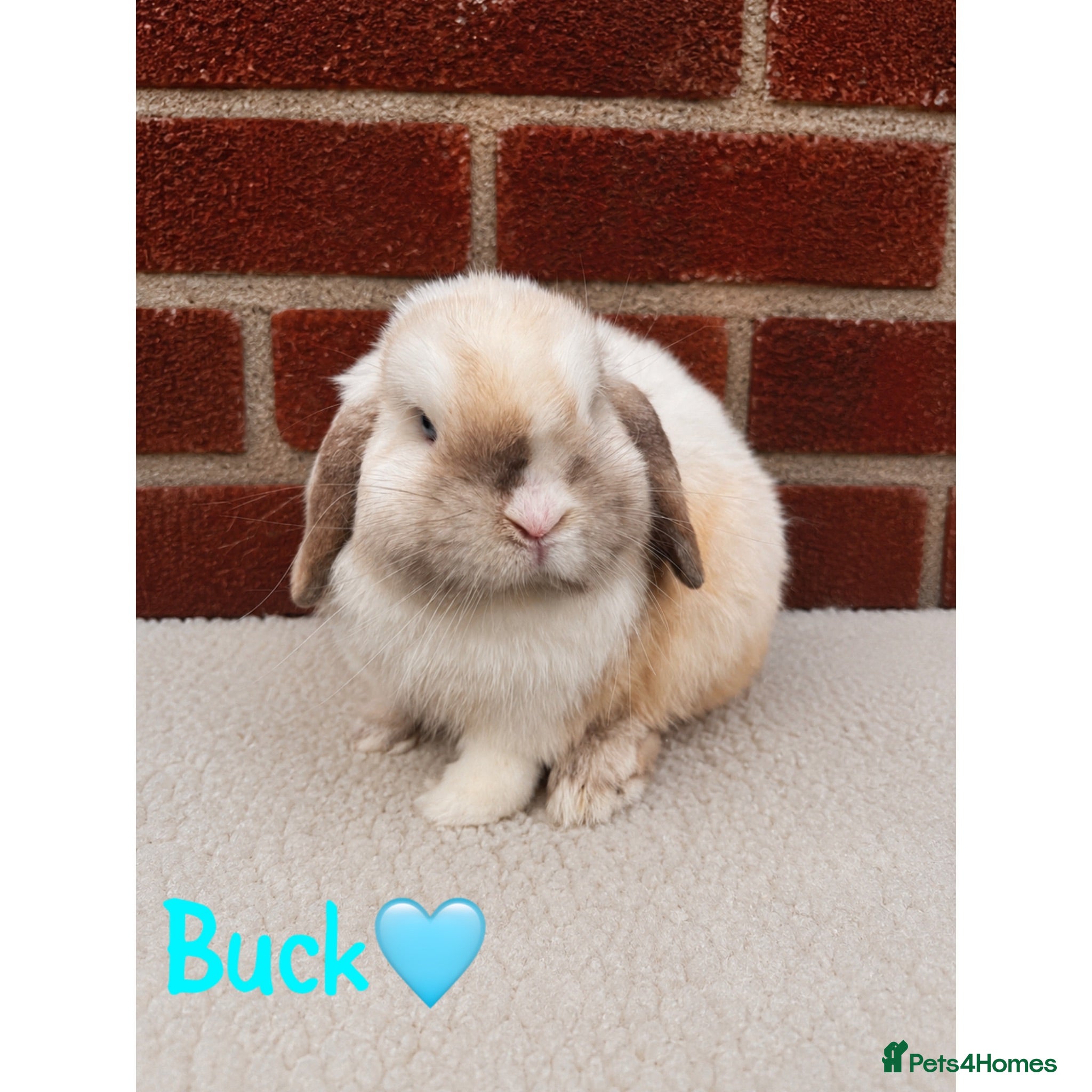 Mini Lop rabbits Pure breed mini lop  - Advert 1