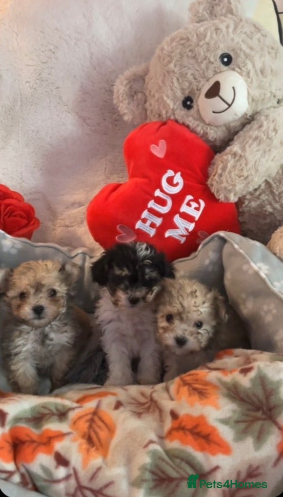 Toy Poodle dogs 3 tiny toy poodles looking for there forever home - Advert 2