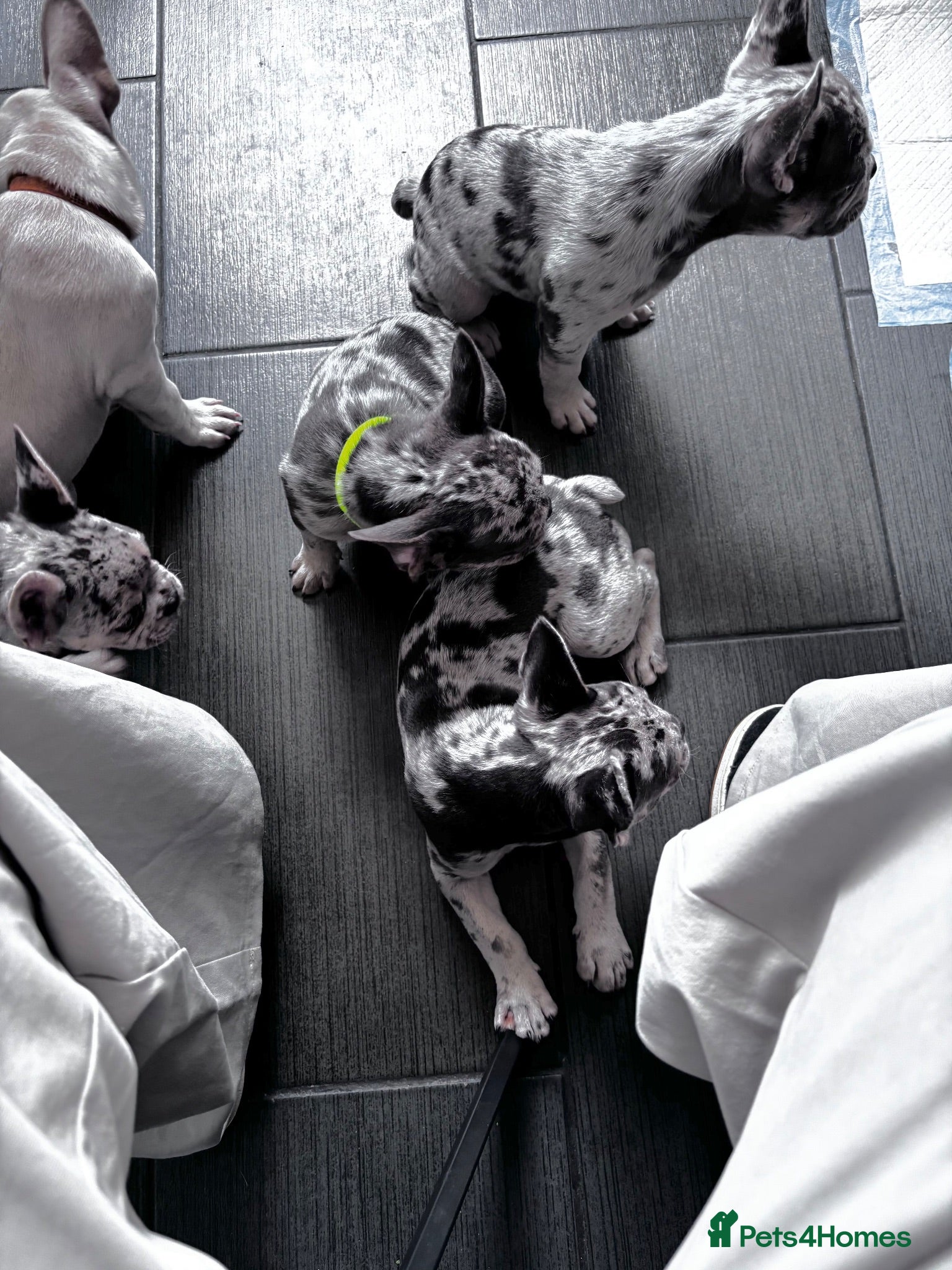 French Bulldog dogs French Bull Dog Puppies! - Advert 2