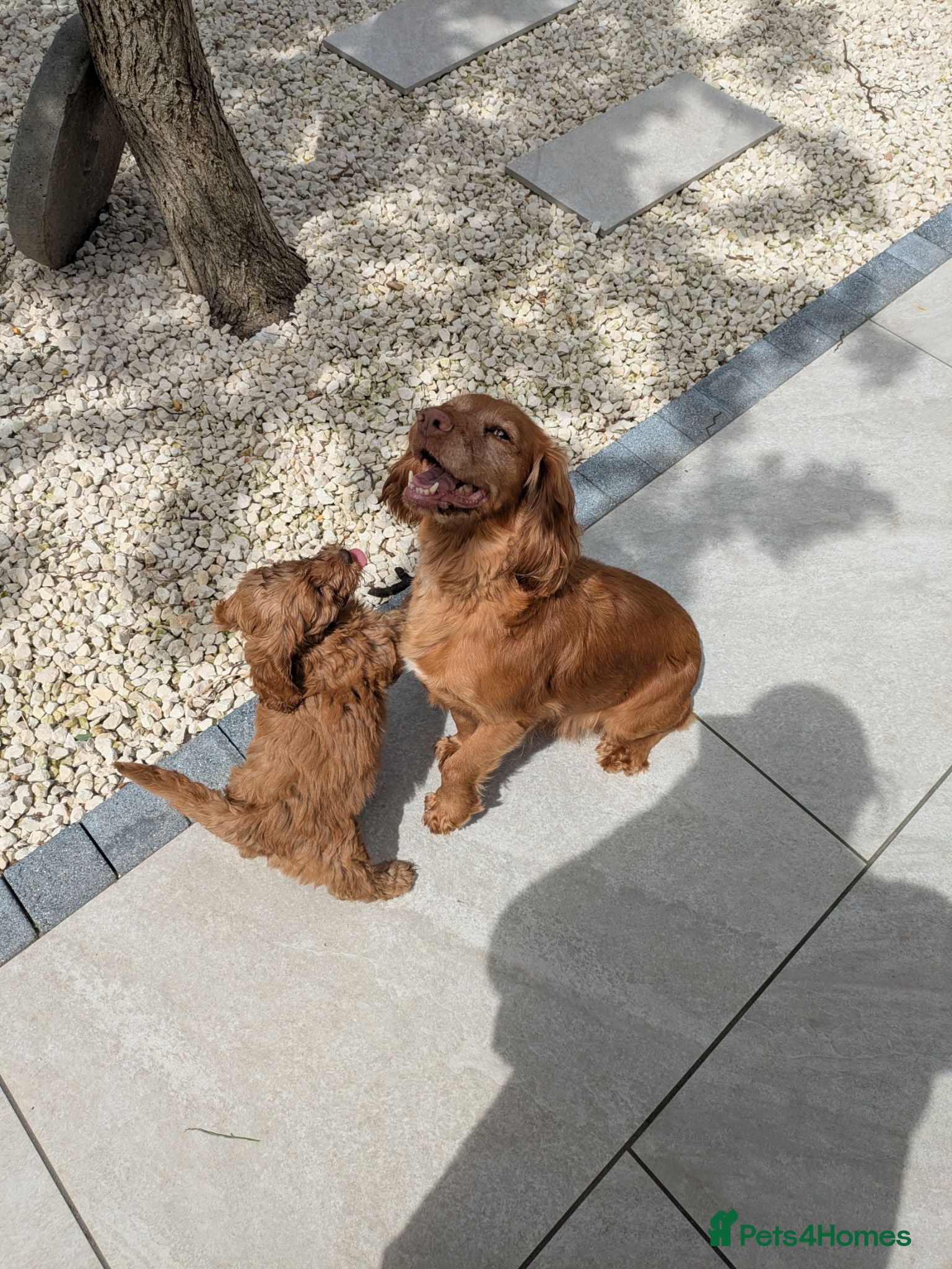 Cockapoo dogs Last puppy  - Advert 17