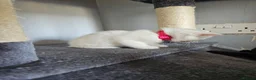 Persian cats for sale: Pure white long hair kittens. - Advert 6