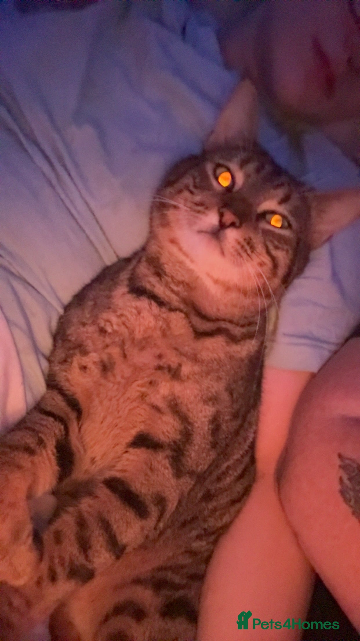 Bengal cats Male and female bengal cats  - Advert 18