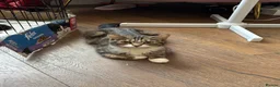 British Shorthair cats for sale: 2 kittens for sale - Advert 1