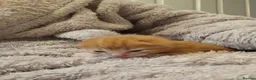 Domestic Shorthair cats for sale: 5 beautiful kittens - Advert 21