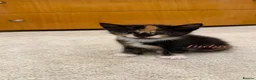 Mixed Breed cats for sale: 6 Mixed breed kittens  - Advert 4