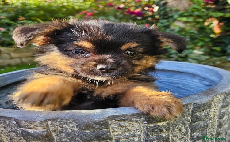 Pomchi dogs - Advert 1