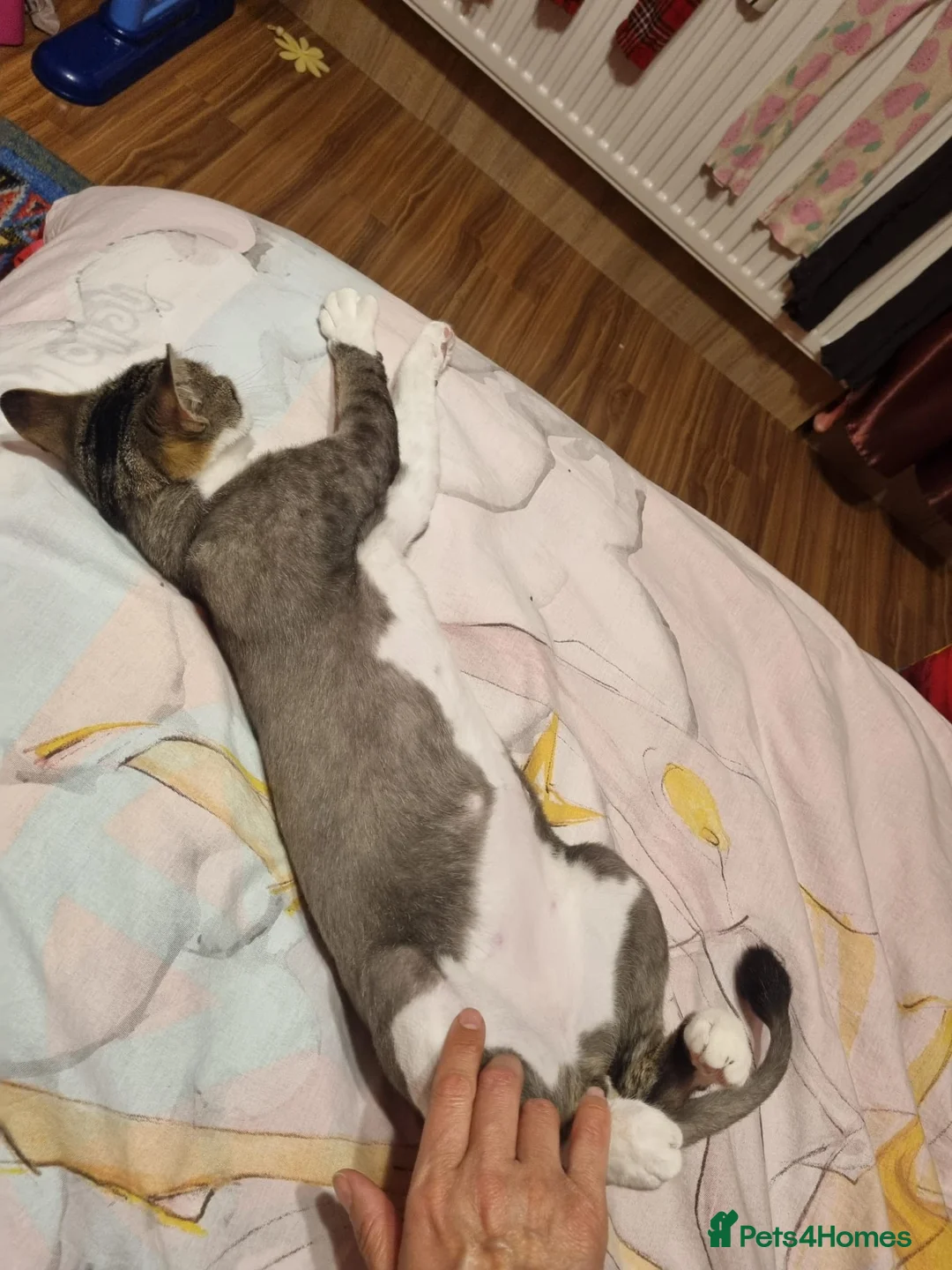 Mixed Breed cats for sale: TOMMY -a very friendly boy who needs a Loving Home - Advert 20