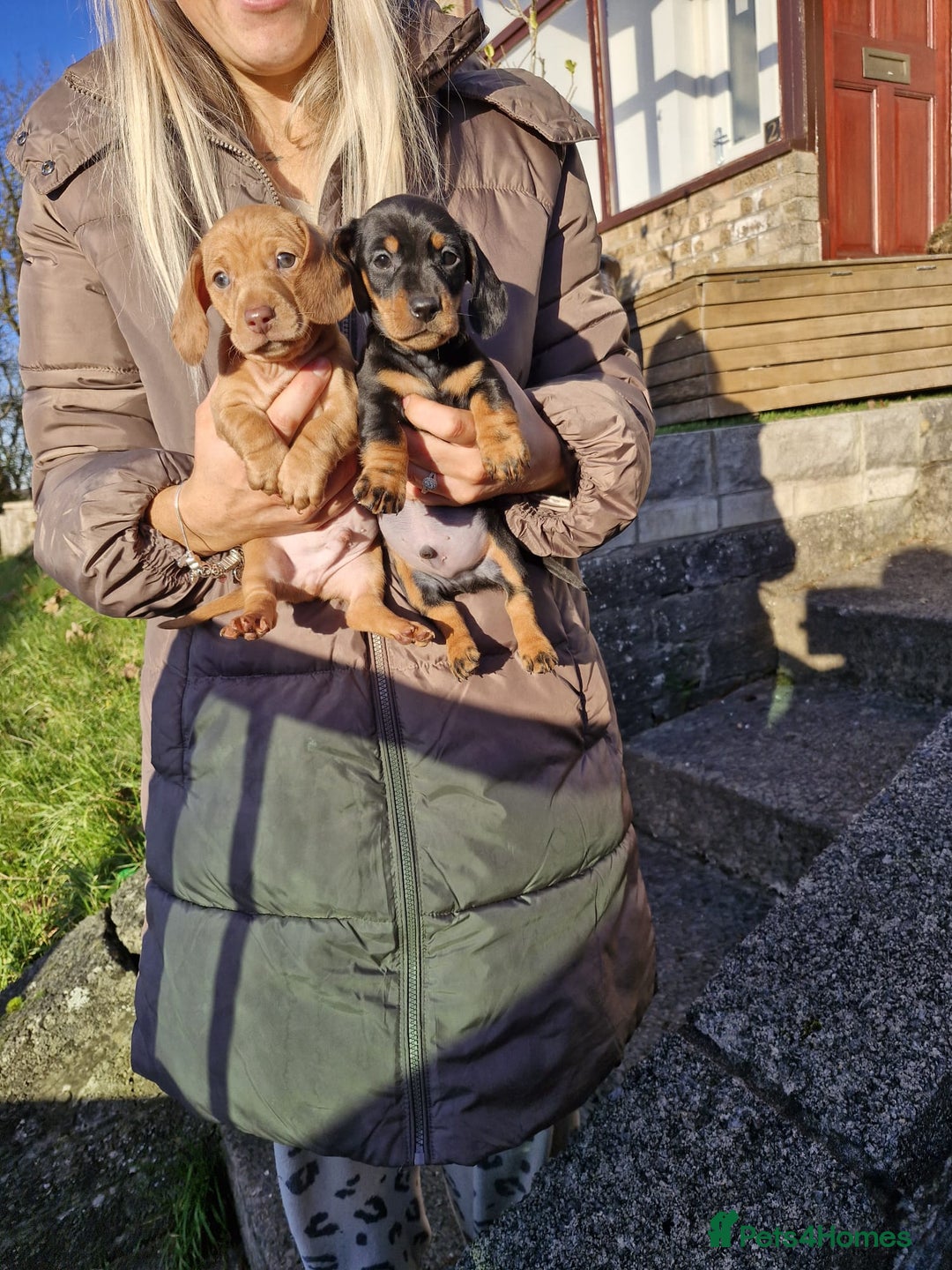 Dachshund dogs for sale: Miniture Silver Dapple Dachshunds - Advert 11