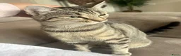Bengal cats for sale: Bengal x tabby female cat  - Advert 2