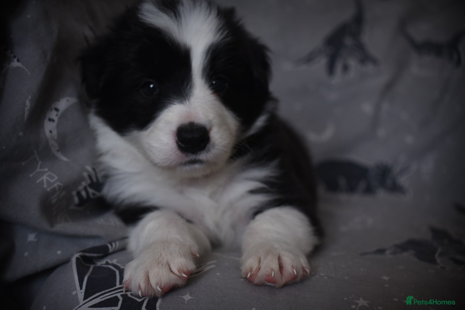 Border Collie dogs for sale: 1 health tested boy left - Advert 6