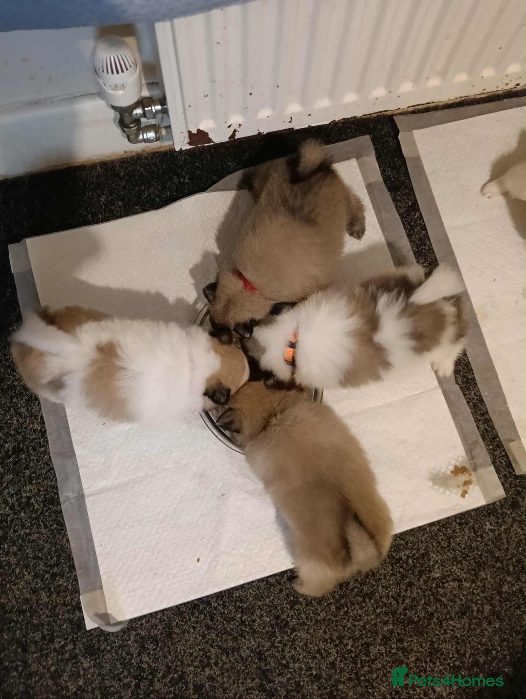 Pomeranian dogs for sale: Pomeranian puppies looking for their forever homes - Image 3