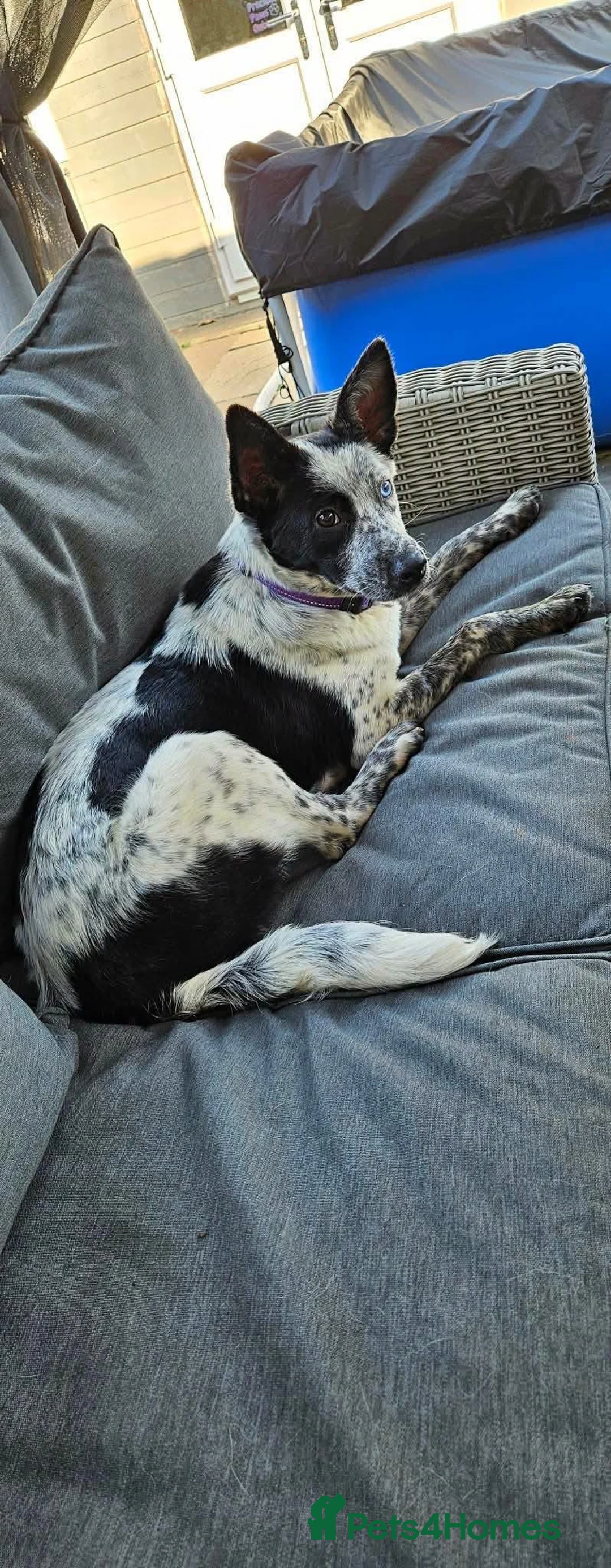Mixed Breed dogs for adoption: Quirky Catra - Advert 1