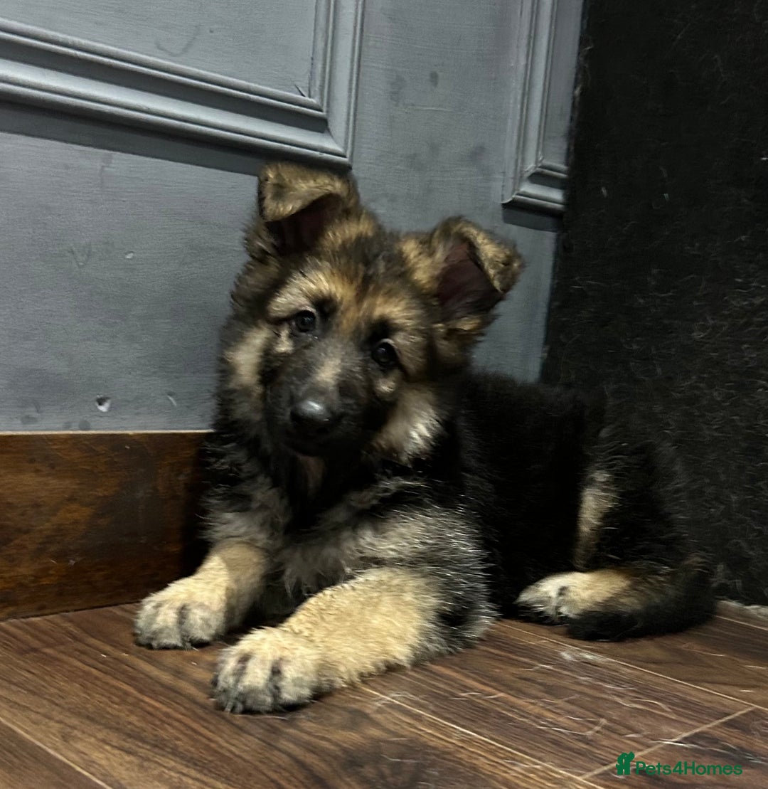 German Shepherd dogs for sale: Pure breed German shepherd puppy girl - Image 6