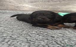 Miniature Dachshund dogs for sale: Ready now miniature long haired dachshunds in Stowmarket - Image 13