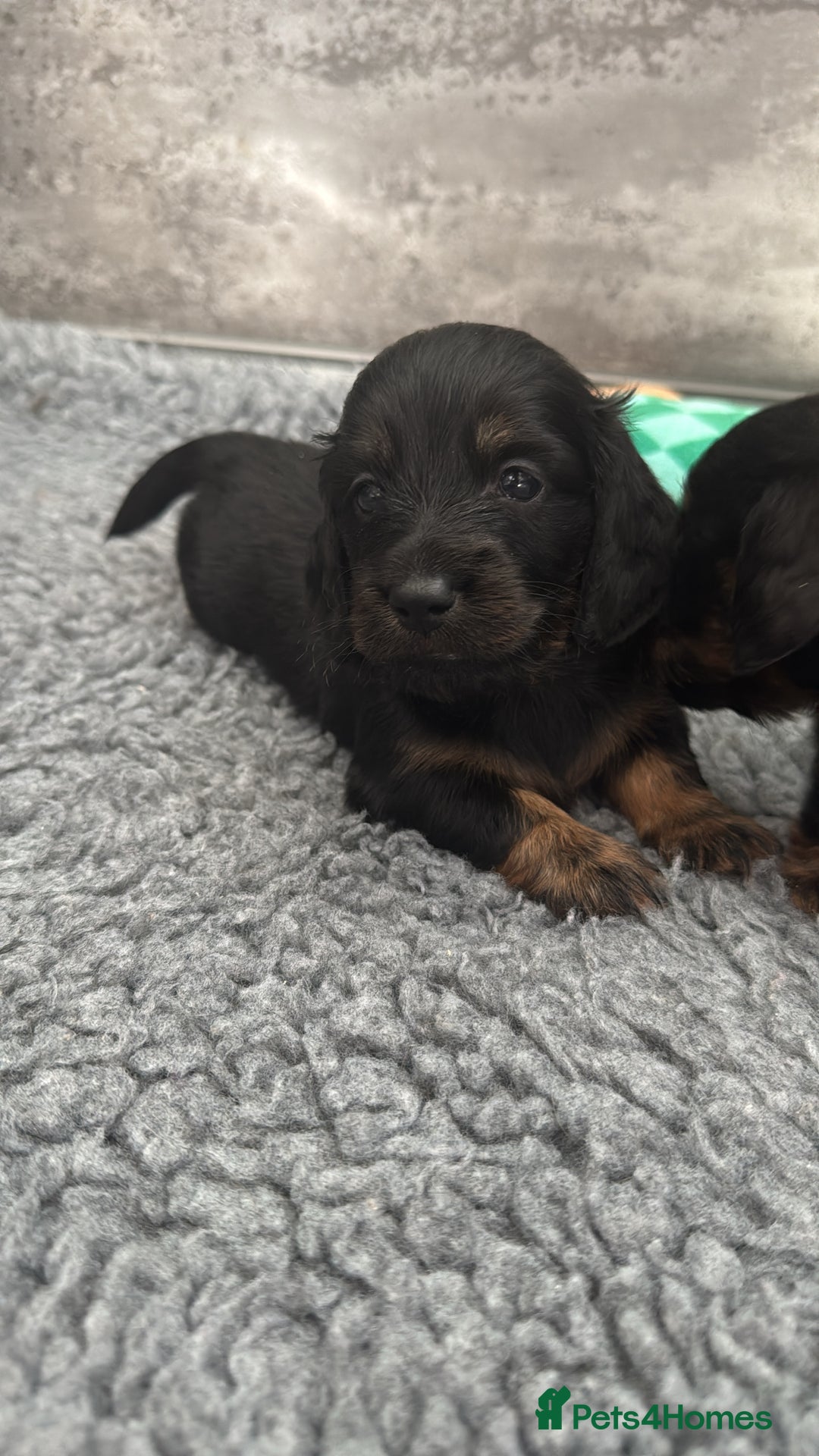 Miniature Dachshund dogs for sale: Ready now miniature long haired dachshunds in Stowmarket - Image 13