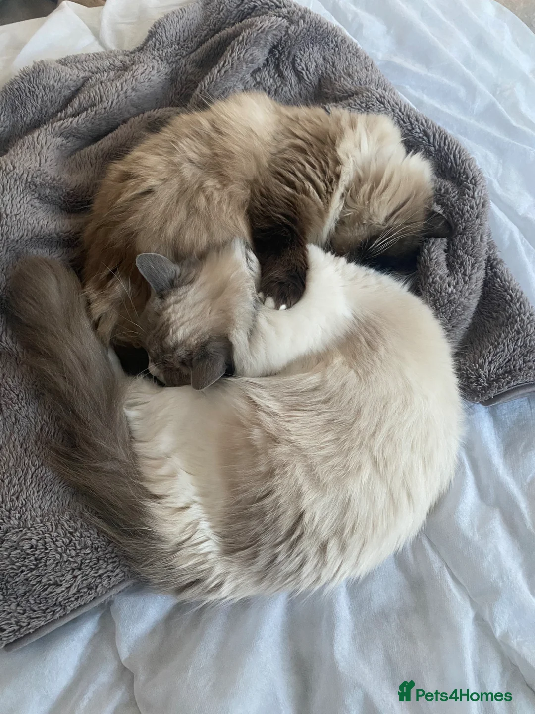 Mixed Breed cats for sale: 2 Gorgeous Ragdolls  in Southend-on-Sea - Advert 6