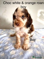 Cocker Spaniel dogs - Advert 11