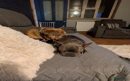 French Bulldog dogs for sale: Chunky Frenchie puppies - Advert 3