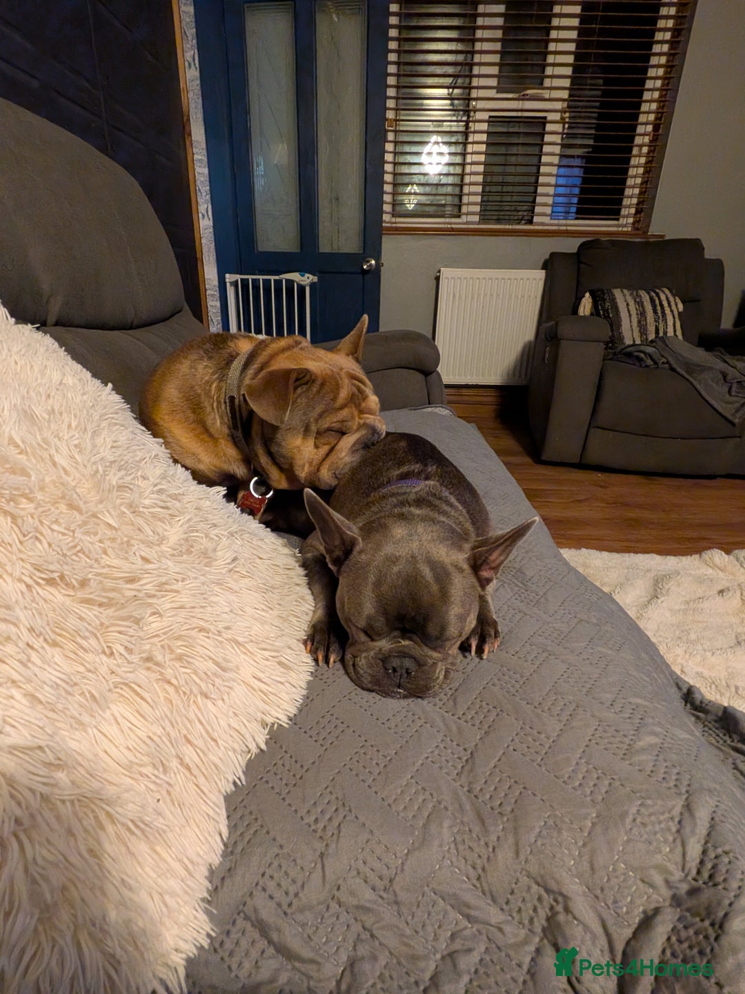 French Bulldog dogs for sale: Chunky Frenchie puppies - Advert 3