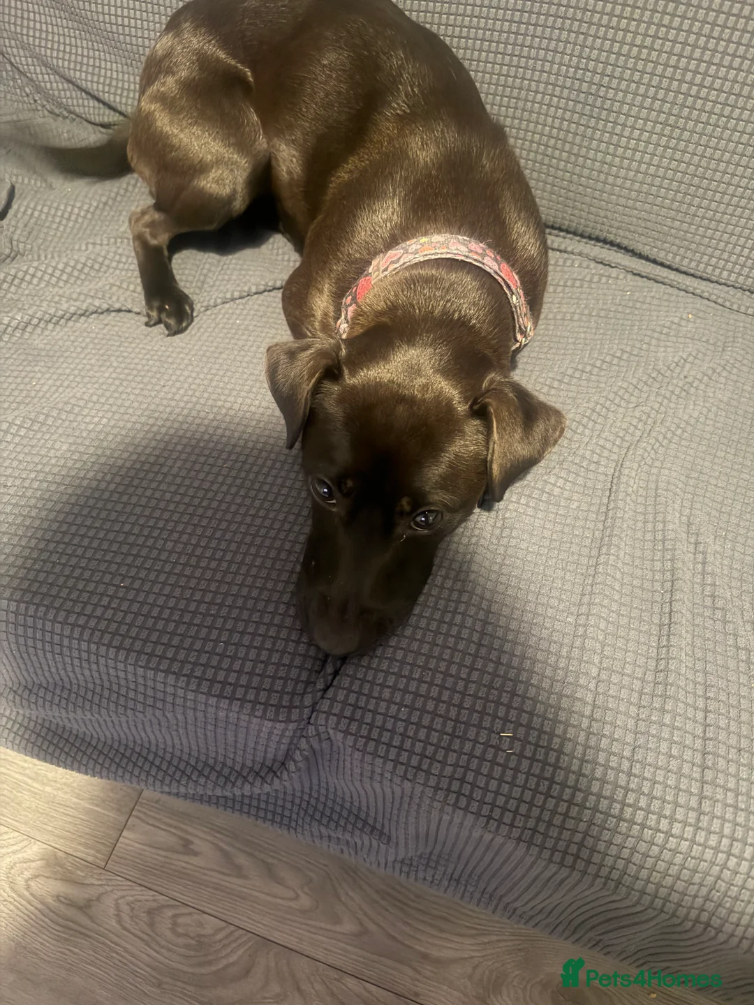 Patterdale Terrier dogs for sale: Roxie  - Advert 3