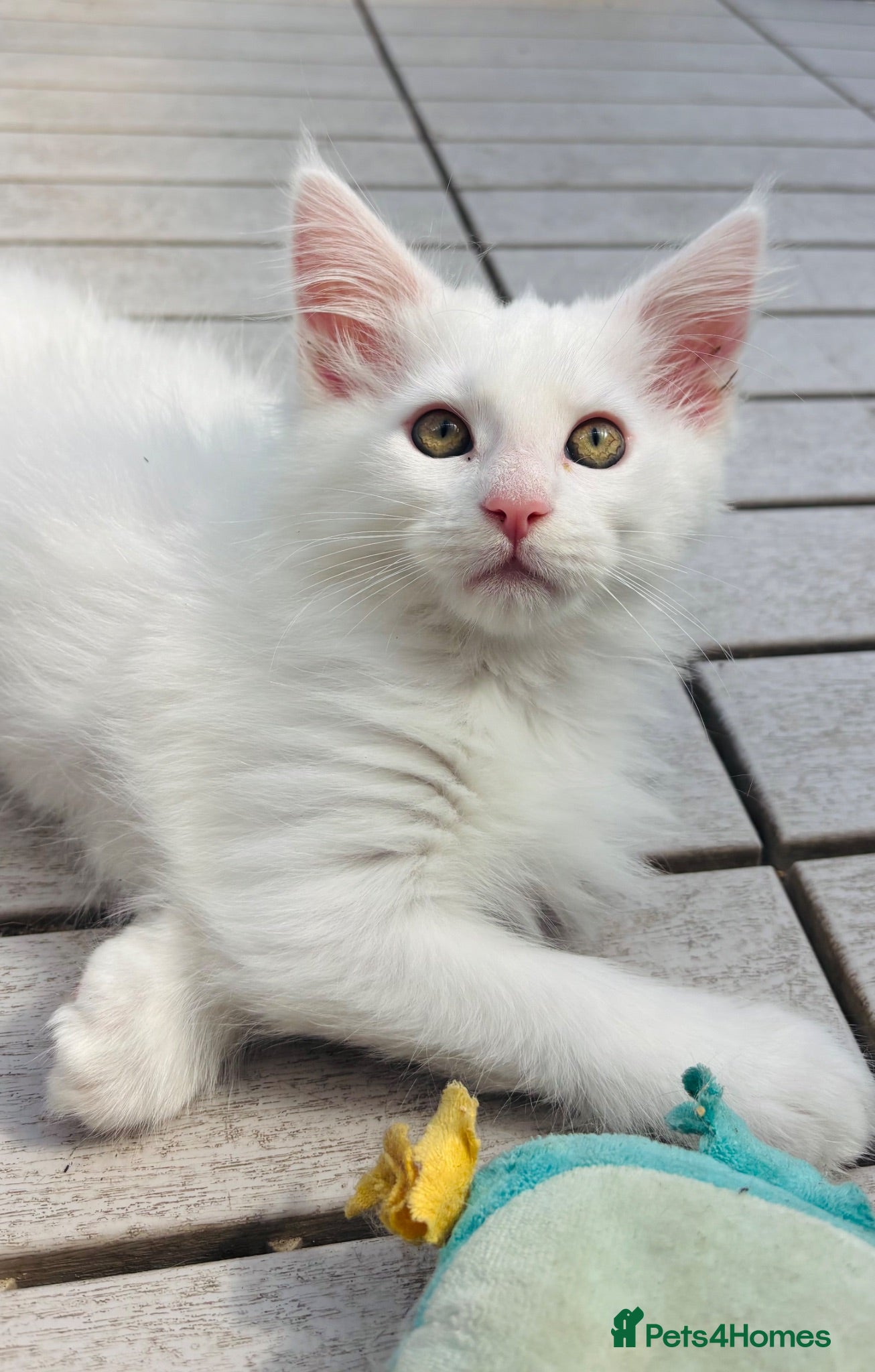Maine Coon cats White maine coon female. Last 1. Ready now  - Advert 1
