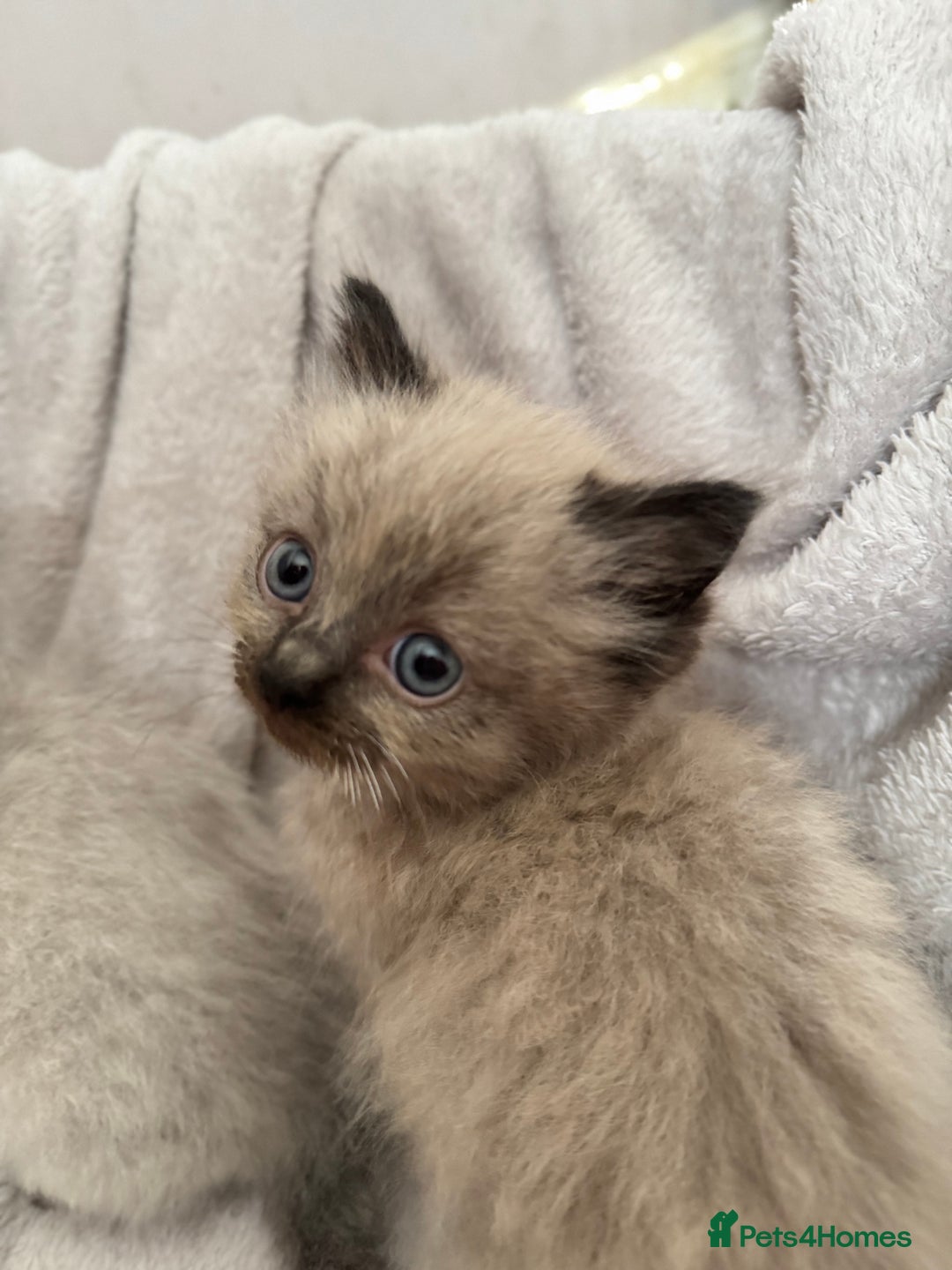 Ragdoll cats for sale: Seal point ragdoll kittens 3 boys and 2 girls  - Image 10