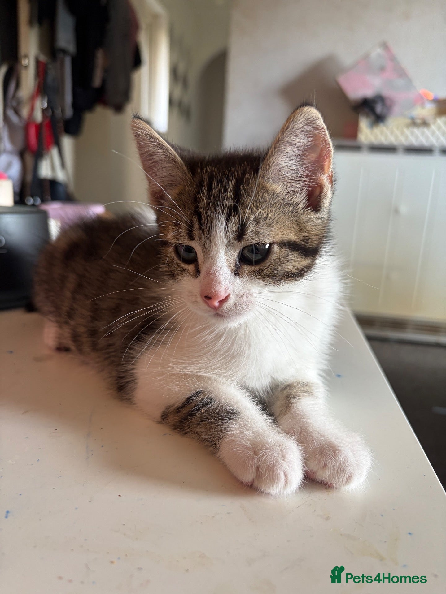 Mixed Breed cats Beautiful tabby  - Advert 8