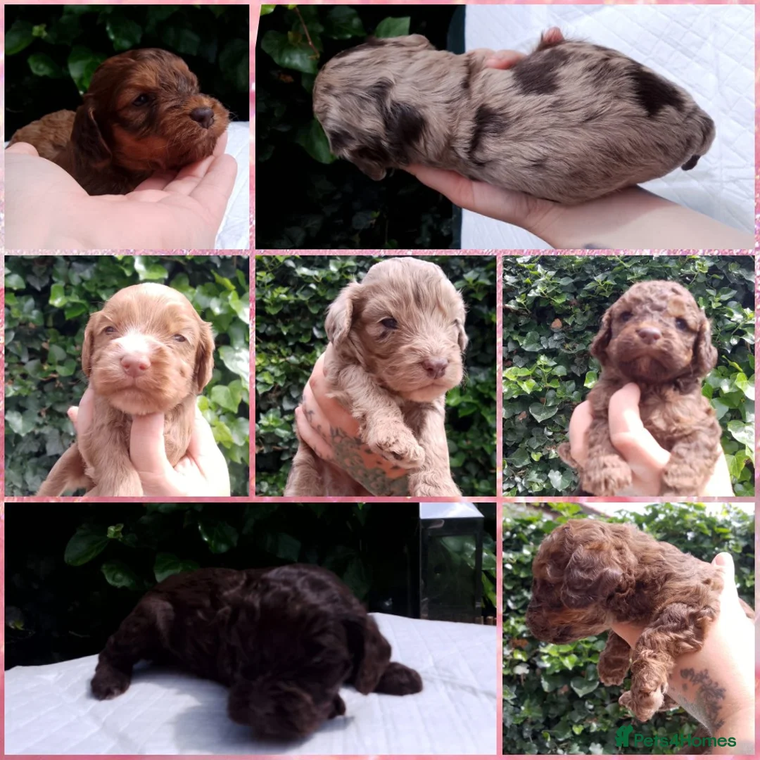 Cockapoo dogs for stud: Buddy - F2b Merle Cockapoo REPEATEDLY PROVEN  Stud in Manchester - Advert 10