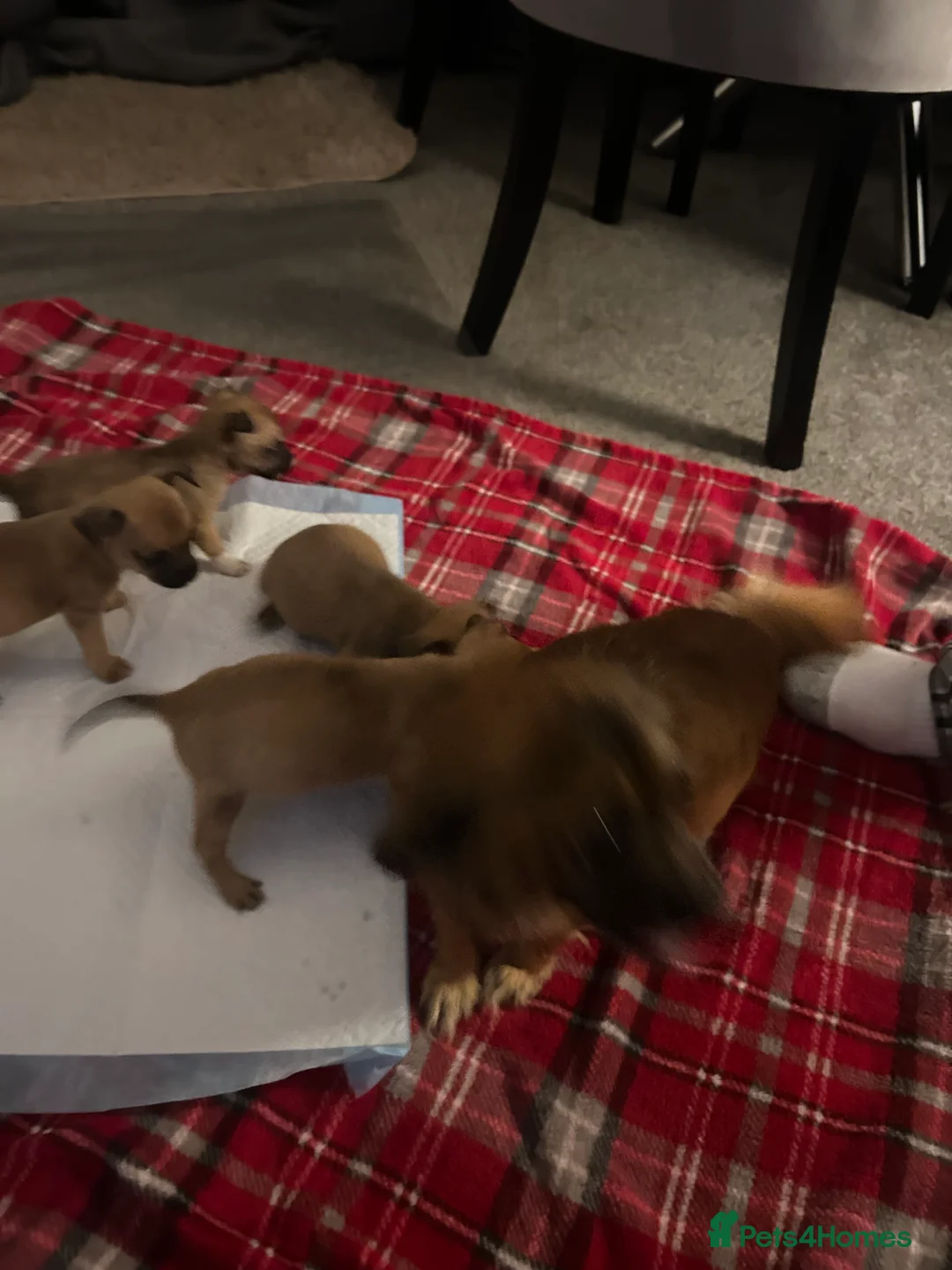 Mixed Breed dogs for sale: Chihuahua x terrier  - Advert 12