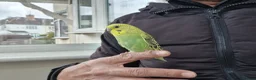 Budgerigars birds for sale: Super hand tamed baby budgies  - Advert 11