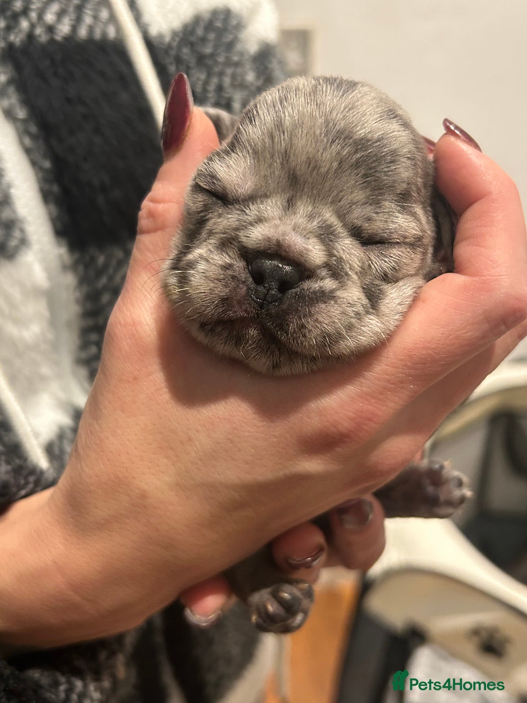 French Bulldog dogs for sale: 1 PUP LEFT READY 22ND DEC!! - Advert 4