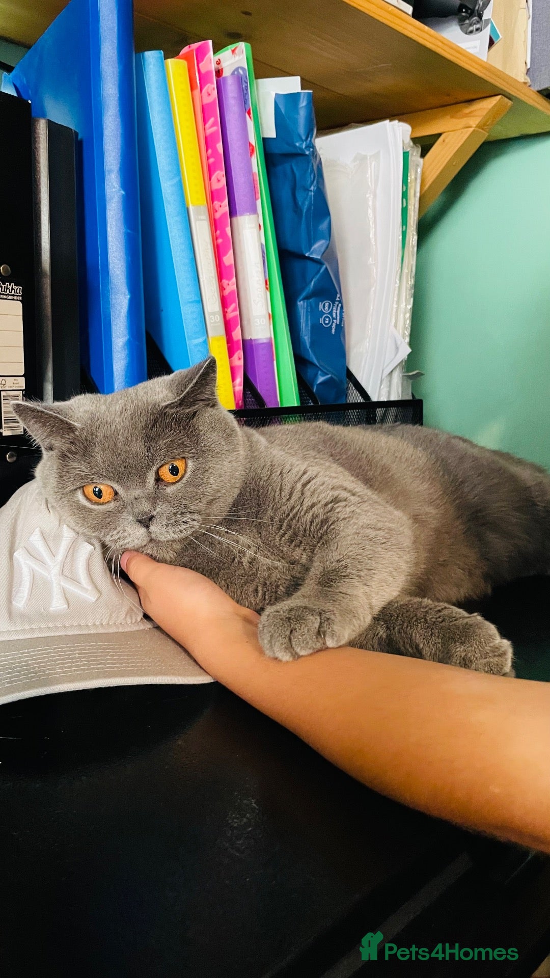 British Shorthair cats for sale: 3 years old female rehoming - Advert 11