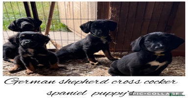 Mixed Breed dogs - Advert 6