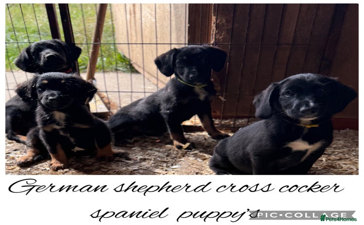 Mixed Breed dogs - Advert 6