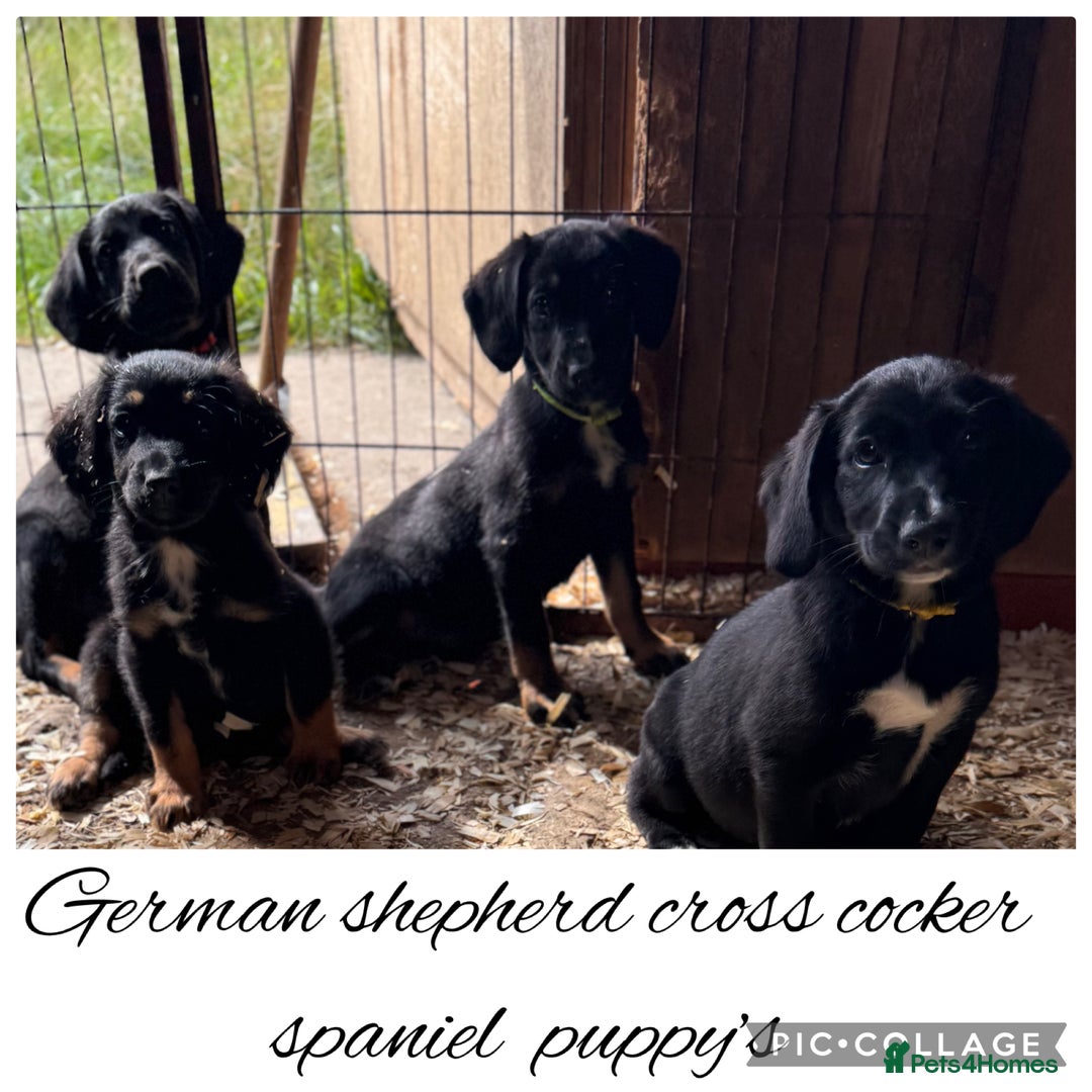 Mixed Breed dogs for sale: Ready now cocker spaniel x German shepherd puppy’s - Image 1