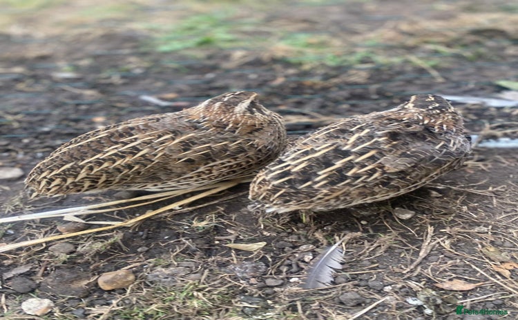 Quail poultry - Advert 7
