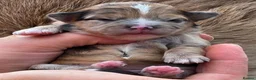 Mixed Breed dogs for sale: Unique Poo-Shi puppies - Advert 14
