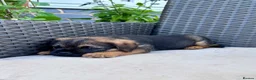 Border Terrier dogs for sale: Pedigree K C Reg Border Terrier Puppies for sale in Derby - Advert 13