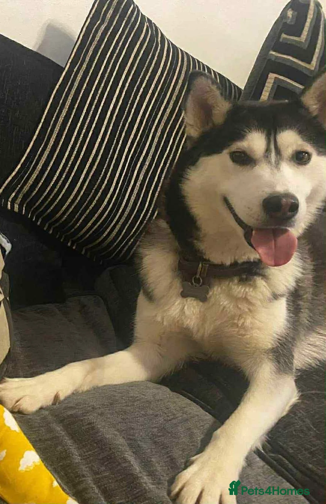 Siberian Husky dogs for sale: Gorgeous Female husky  - Advert 1