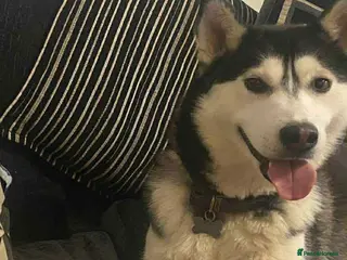 Siberian Husky dogs Gorgeous Female husky - Advert 1