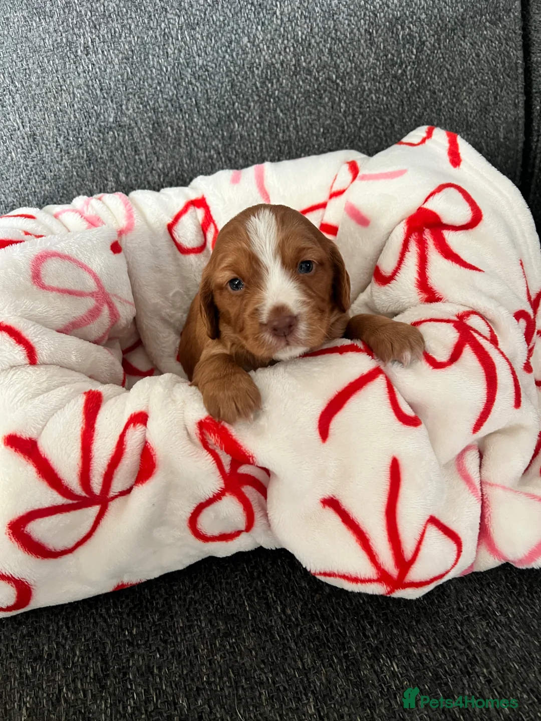Cocker Spaniel dogs for sale: Cocker puppies in Bishop Auckland - Advert 2