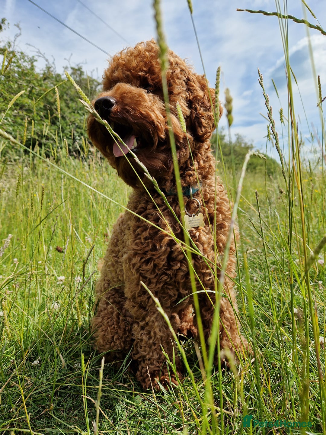 Miniature Poodle dogs for stud: ✅️DNA Test Red KC Miniature Poodle Stud Manchester in Manchester - Image 13