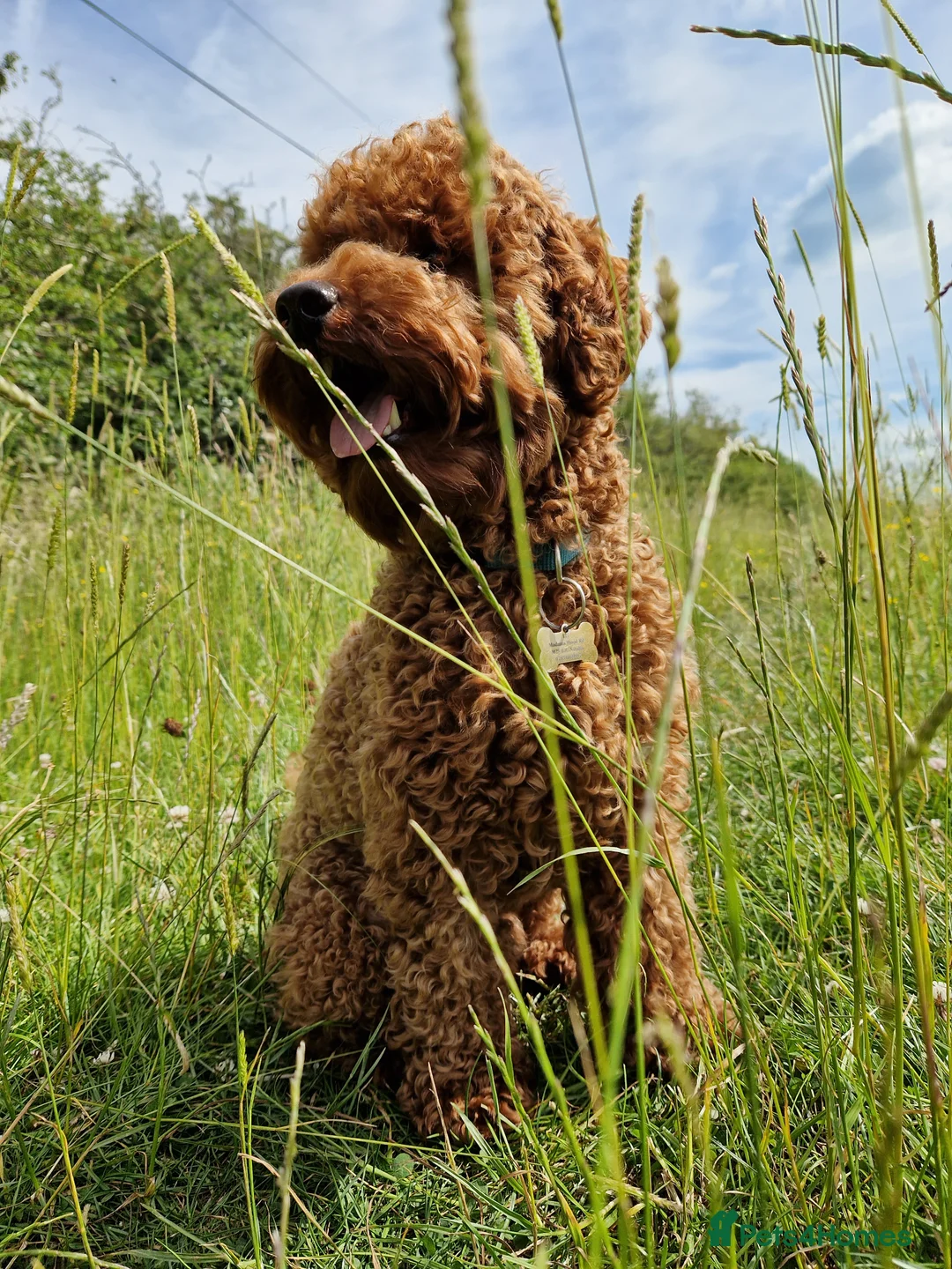Miniature Poodle dogs for stud: ✅️DNA Test Red KC Miniature Poodle Stud Manchester in Manchester - Advert 13