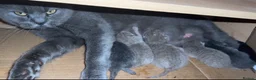 British Shorthair cats for sale: British Shorthair adorable Kittens Available 🤗 - Advert 2