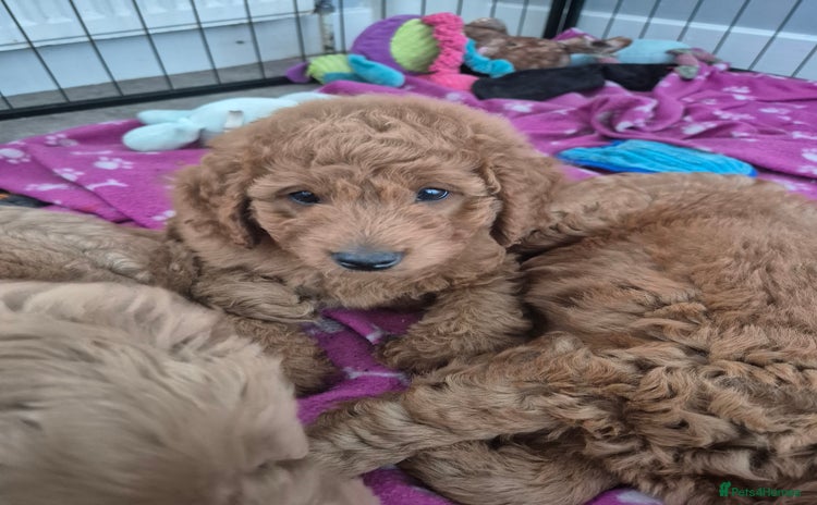 Cockapoo dogs - Advert 13