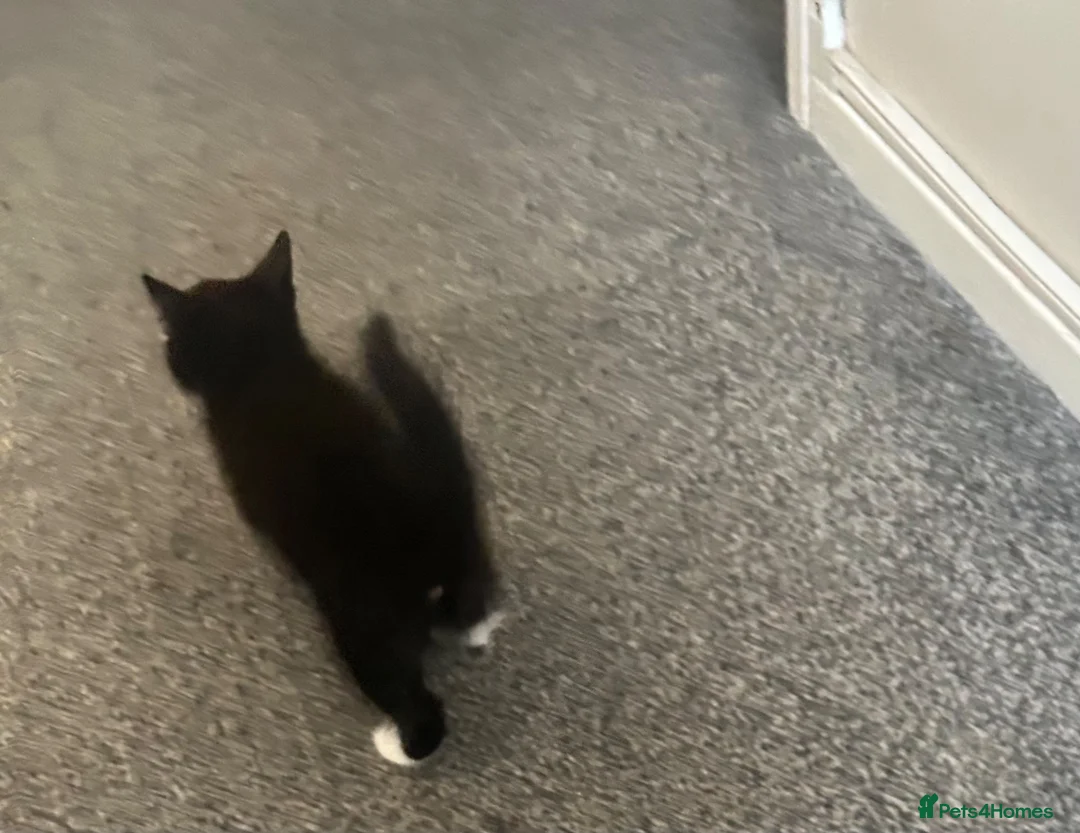 Mixed Breed cats for sale: Male kitten  ready now  in Rochester - Advert 4