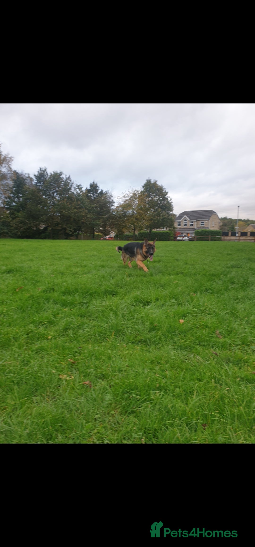 German Shepherd dogs for sale: German Shepherd is looking for a new home - Advert 2